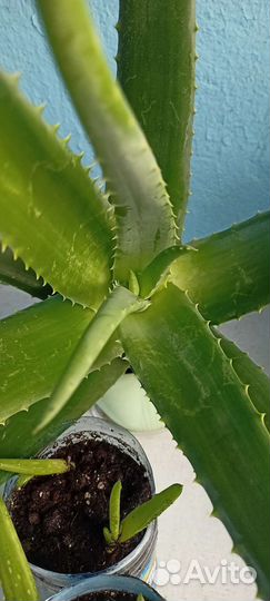 Алоэ вера. саженцы