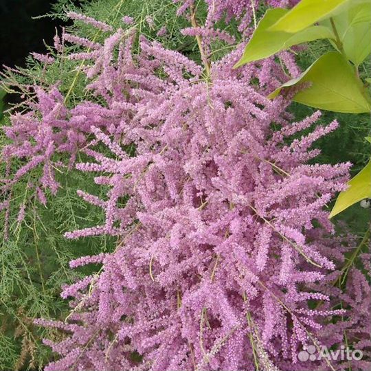 Многолетнее растение для сада Тамарикс