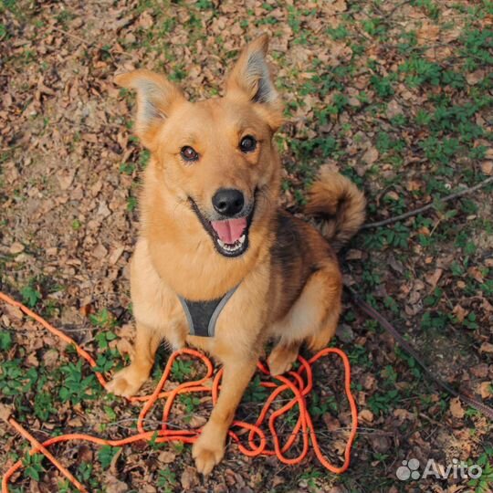 Овчарка в добрые руки метис шпиц