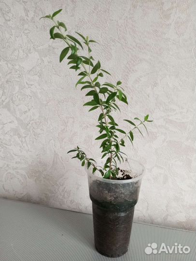 Миртовое дерево