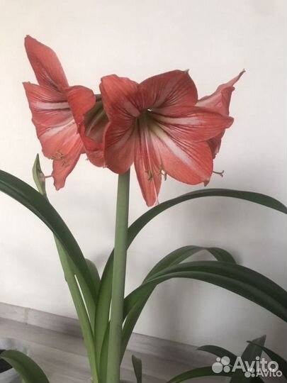 Гиппиаструм