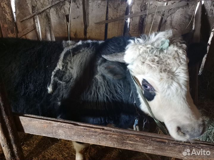 Продажа быков на мясо