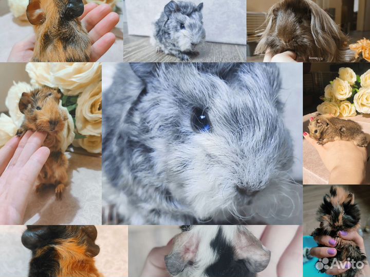 Морские свинки на любой вкус