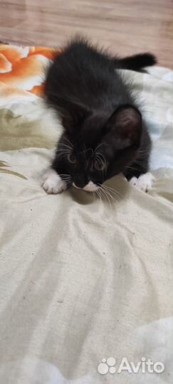 Котенок мальчик в добрые руки