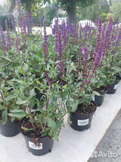 Шалфей дубравный