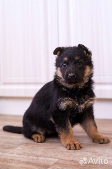 Немецкая овчарка