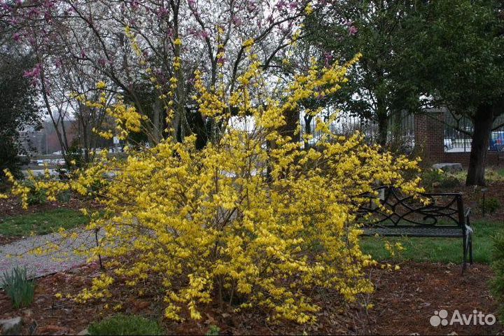 Саженцы Фарзиции