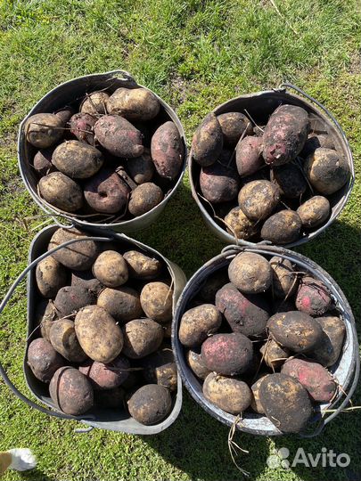 Картофель погребной