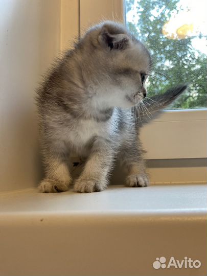 Шотландские котята серебристая шиншилла