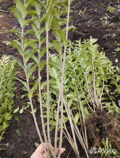 Живая изгородь бирючина