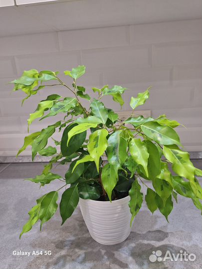 Фикус бенджамина