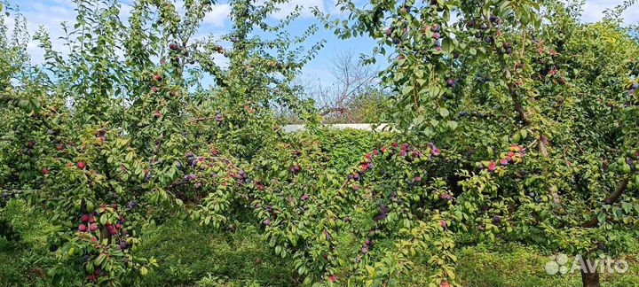 Слива анжелина