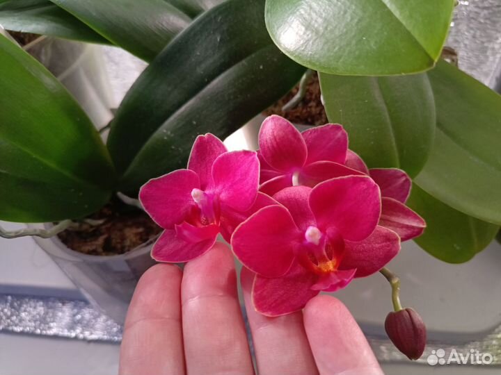 Орхидея фаленопсис мини