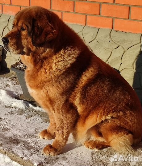 Тибетский мастиф