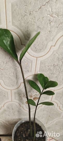 Замиокулькас