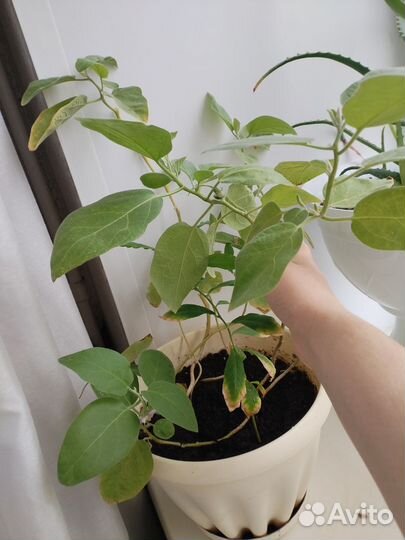 Лимонное дерево и баклажаны