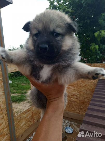 Щенки в добрые руки