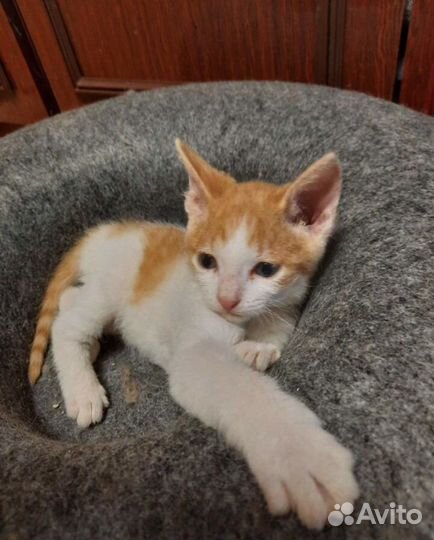 Котята бесплатно