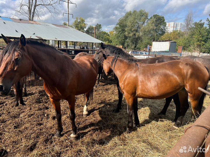 Продам лошадей
