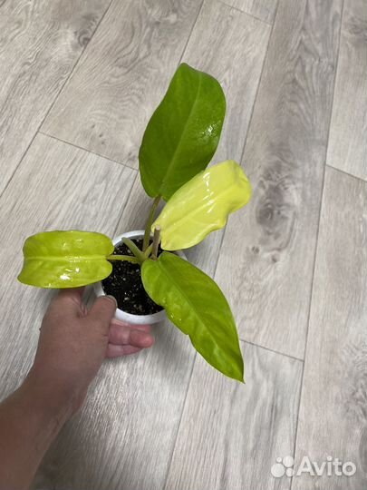 Филодендрон Malay Gold