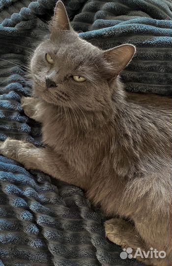 Кошка нибелунг