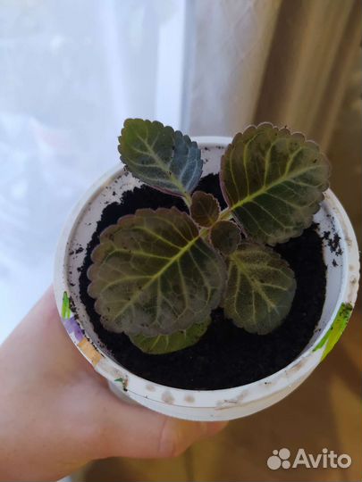 Детки Глоксинии махровой