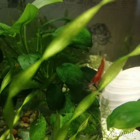 Аквариумные креветки вишня