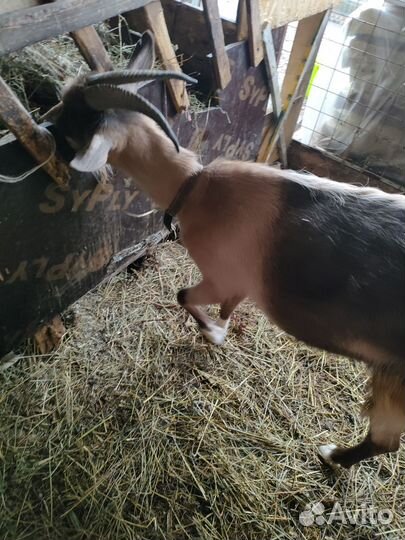 Козы дойные