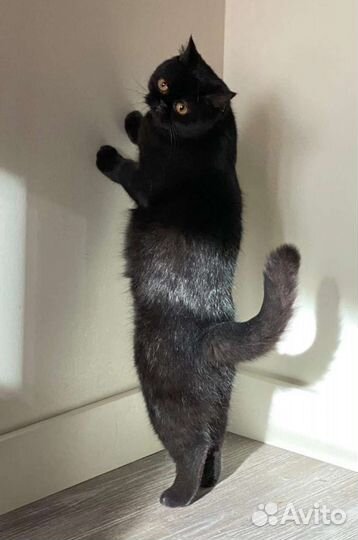 Чёрная Багира скоттиш страйт