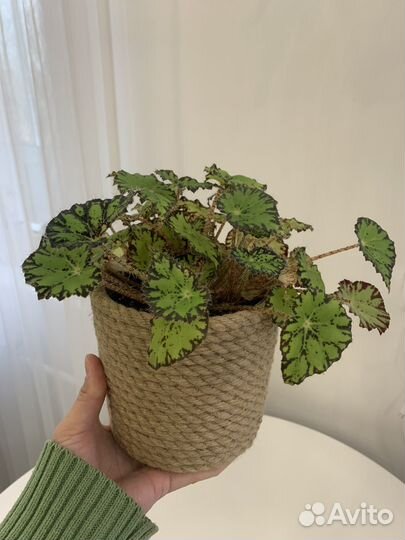 Бегония в горшке