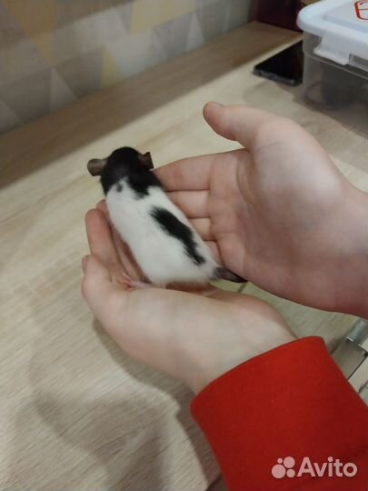 Декоративная крыса дамбо