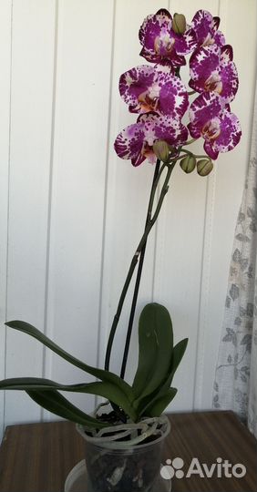 Орхидеи фаленопсис