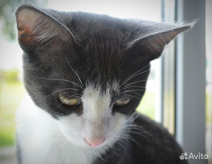 Кот мышелов