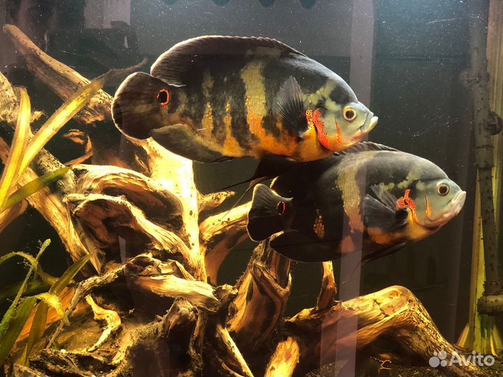 Астронотусы и бирюзовые акары