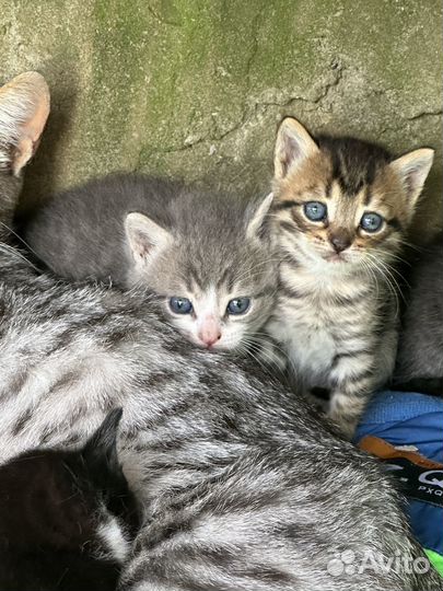 Отдам бесплатно