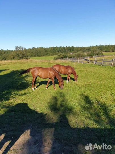 Конные прогулки