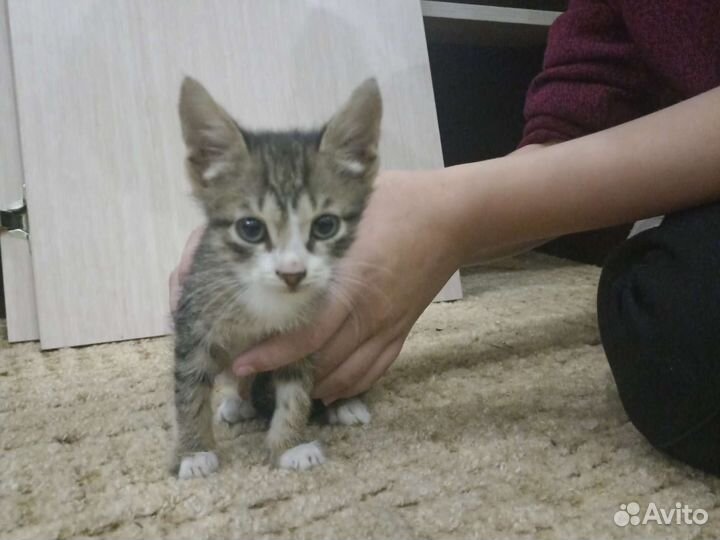 Два бездомных конетка