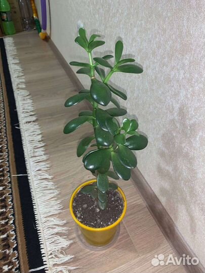 Цветы алоэ толстянка