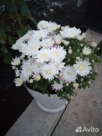 Хризантема