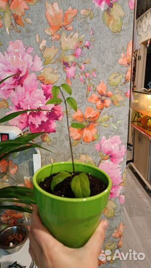 Клеродендрум томпсон