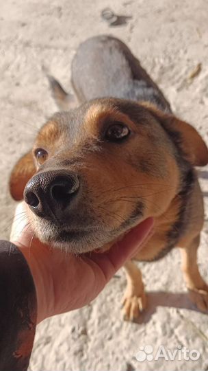 Вук в поиске дома