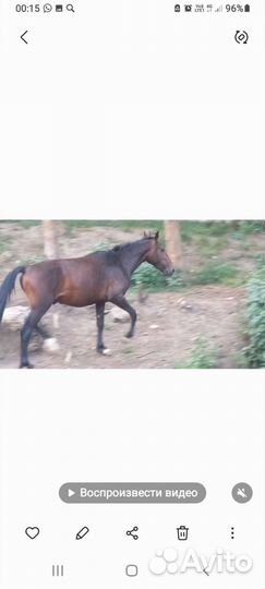 Жеребчик 2.2г карачаевский