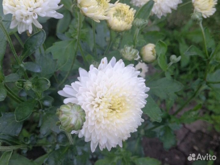 Хризантема кустовая