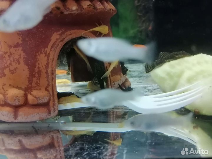 Сом Анцитрус