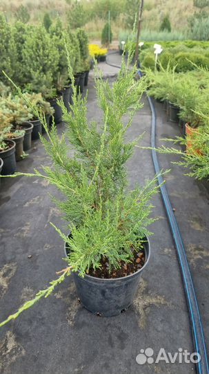 Можжевельник