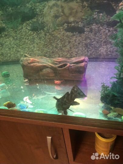 Сом таракатум