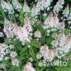 Гейхеры. Хосты