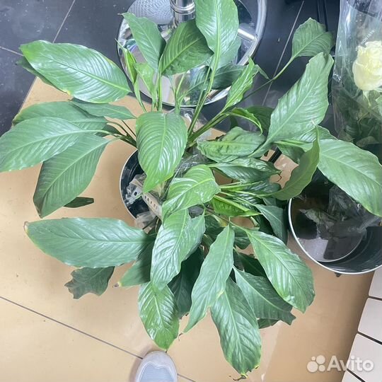 Спатифиллум