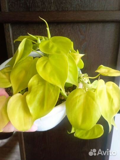 Эпипремнум, филодендрон