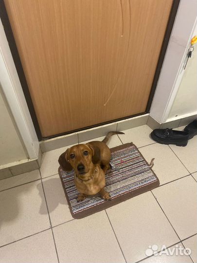 Отдам в добрые руки